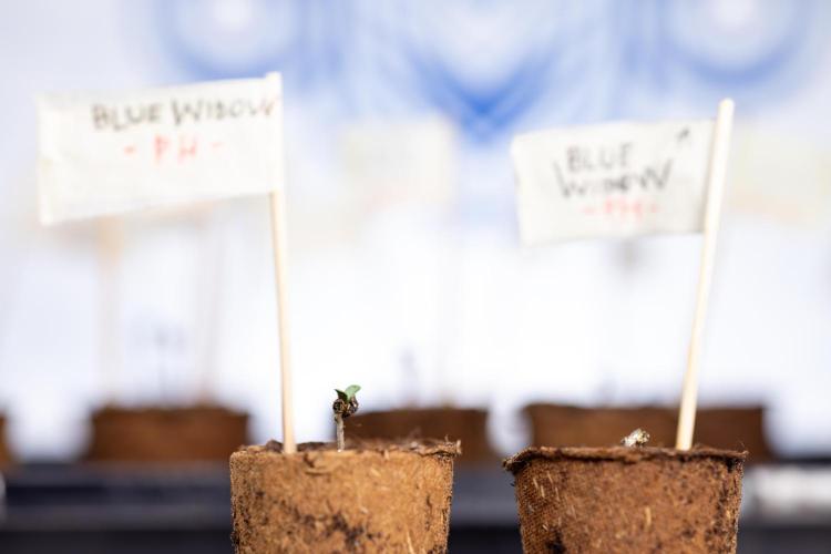 Blue Widow 🕷️  - Zamnesia x B&B. Week 0 - Blue Widow x 2 - Germination