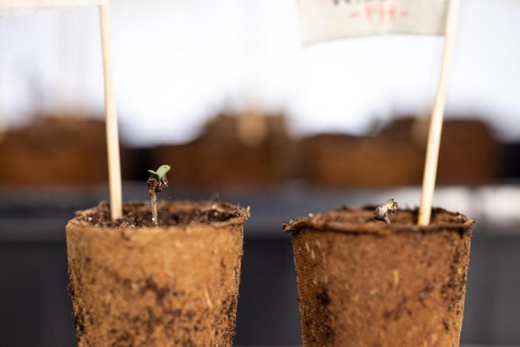 Blue Widow 🕷️  - Zamnesia x B&B. Week 0 - Blue Widow x 2 - Germination