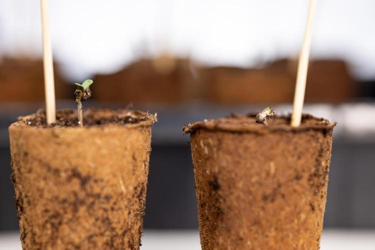 Blue Widow 🕷️  - Zamnesia x B&B. Week 0 - Blue Widow x 2 - Germination