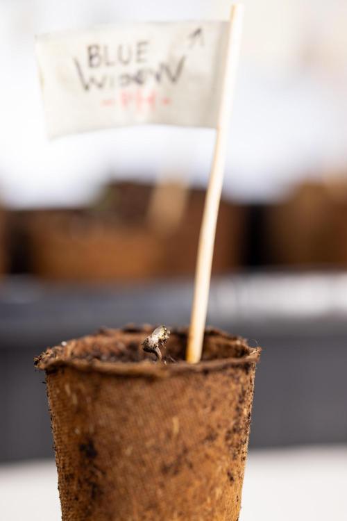 Blue Widow 🕷️  - Zamnesia x B&B. Week 0 - Blue Widow x 2 - Germination