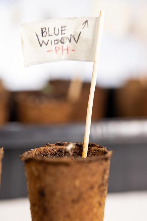 Blue Widow 🕷️  - Zamnesia x B&B. Week 0 - Blue Widow x 2 - Germination