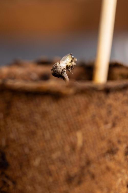 Blue Widow 🕷️  - Zamnesia x B&B. Week 0 - Blue Widow x 2 - Germination