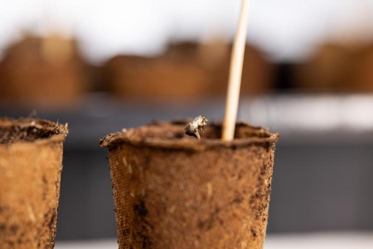 Blue Widow 🕷️  - Zamnesia x B&B. Week 0 - Blue Widow x 2 - Germination