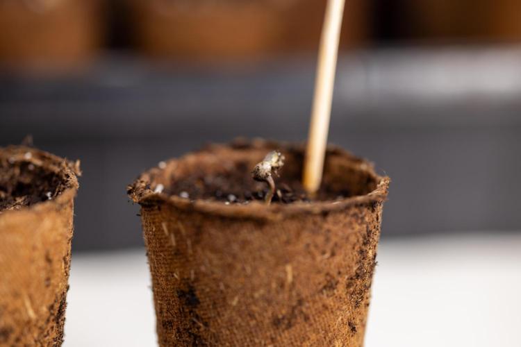 Blue Widow 🕷️  - Zamnesia x B&B. Week 0 - Blue Widow x 2 - Germination