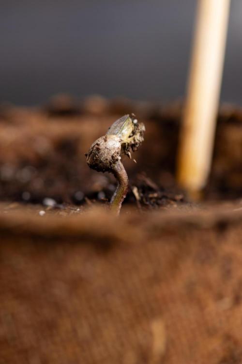 Blue Widow 🕷️  - Zamnesia x B&B. Week 0 - Blue Widow x 2 - Germination