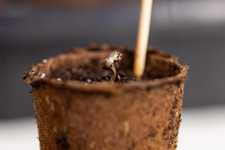 Blue Widow 🕷️  - Zamnesia x B&B. Week 0 - Blue Widow x 2 - Germination