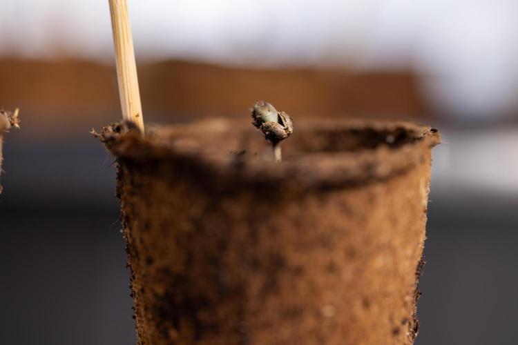 Blue Widow 🕷️  - Zamnesia x B&B. Week 0 - Blue Widow x 2 - Germination