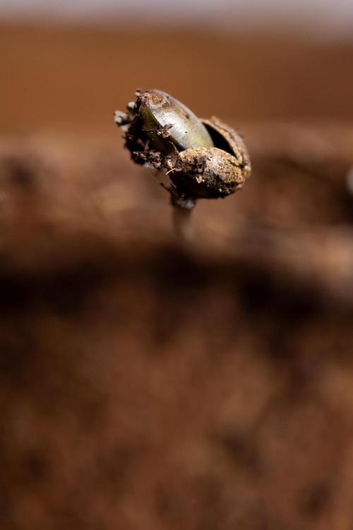 Blue Widow 🕷️  - Zamnesia x B&B. Week 0 - Blue Widow x 2 - Germination