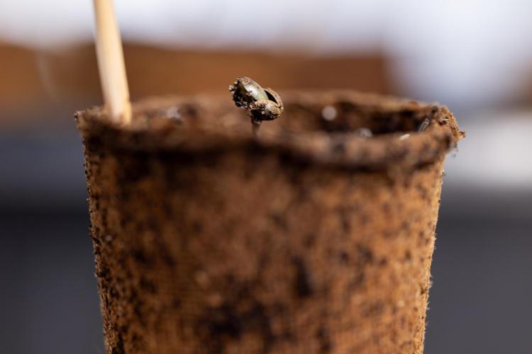Blue Widow 🕷️  - Zamnesia x B&B. Week 0 - Blue Widow x 2 - Germination