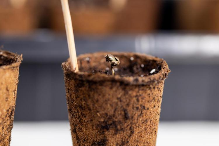 Blue Widow 🕷️  - Zamnesia x B&B. Week 0 - Blue Widow x 2 - Germination