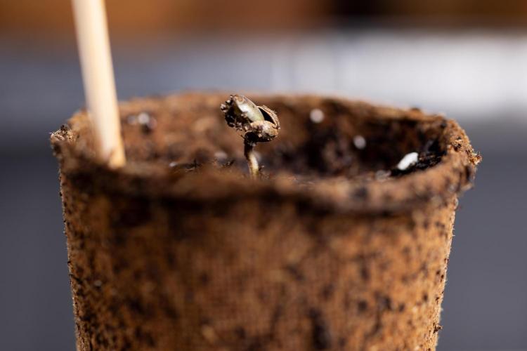 Blue Widow 🕷️  - Zamnesia x B&B. Week 0 - Blue Widow x 2 - Germination