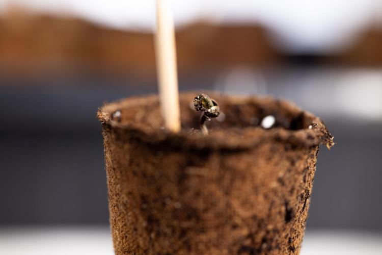 Blue Widow 🕷️  - Zamnesia x B&B. Week 0 - Blue Widow x 2 - Germination