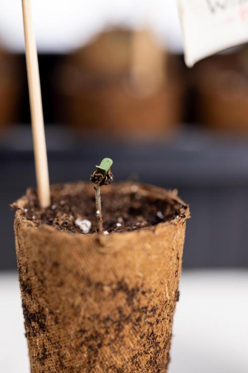 Blue Widow 🕷️  - Zamnesia x B&B. Week 0 - Blue Widow x 2 - Germination