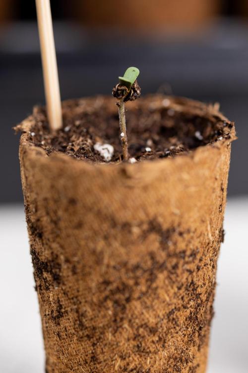 Blue Widow 🕷️  - Zamnesia x B&B. Week 0 - Blue Widow x 2 - Germination