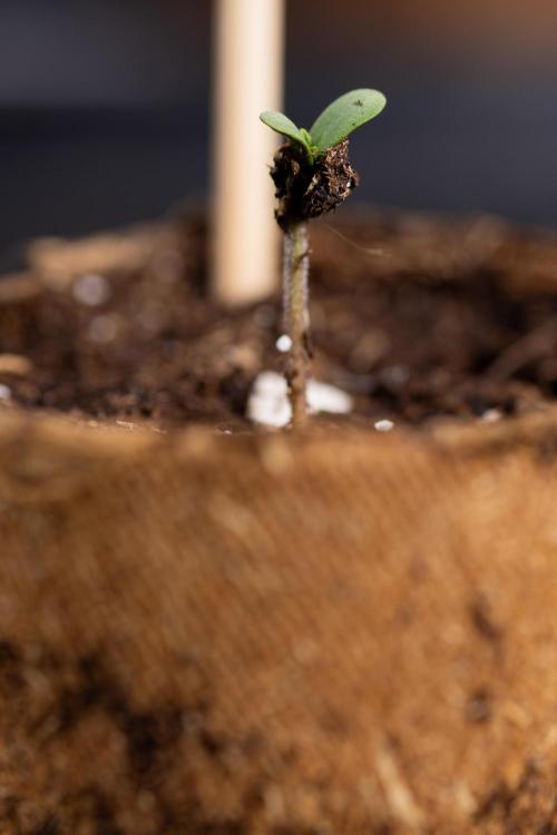 Blue Widow 🕷️  - Zamnesia x B&B. Week 0 - Blue Widow x 2 - Germination