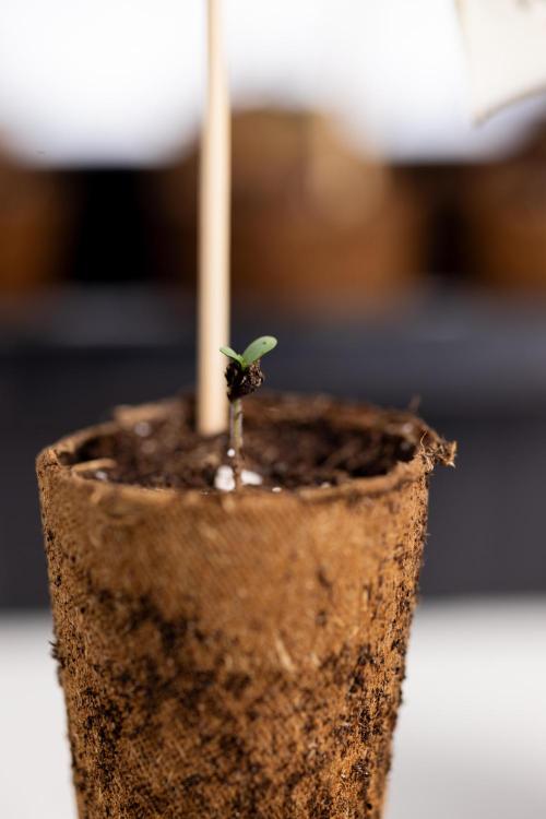 Blue Widow 🕷️  - Zamnesia x B&B. Week 0 - Blue Widow x 2 - Germination