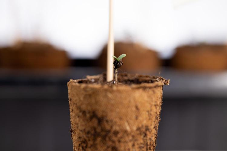 Blue Widow 🕷️  - Zamnesia x B&B. Week 0 - Blue Widow x 2 - Germination