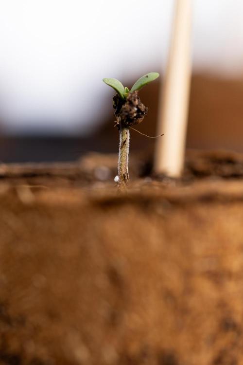 Blue Widow 🕷️  - Zamnesia x B&B. Week 0 - Blue Widow x 2 - Germination