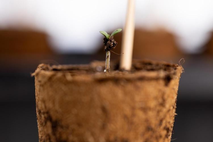 Blue Widow 🕷️  - Zamnesia x B&B. Week 0 - Blue Widow x 2 - Germination