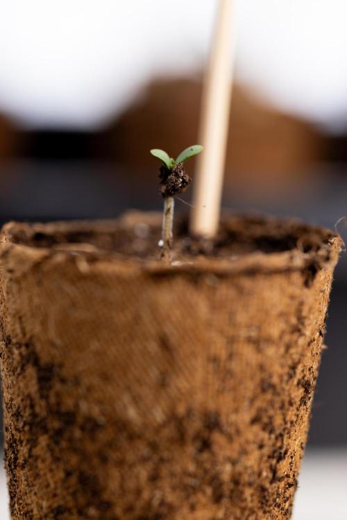 Blue Widow 🕷️  - Zamnesia x B&B. Week 0 - Blue Widow x 2 - Germination