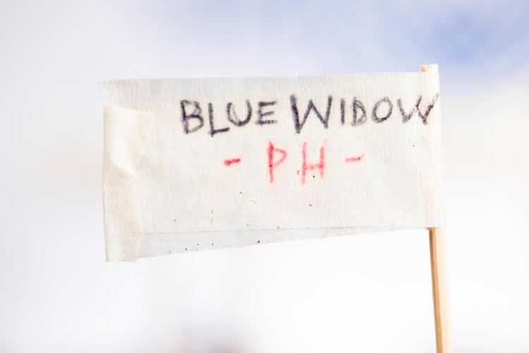Blue Widow 🕷️  - Zamnesia x B&B. Week 0