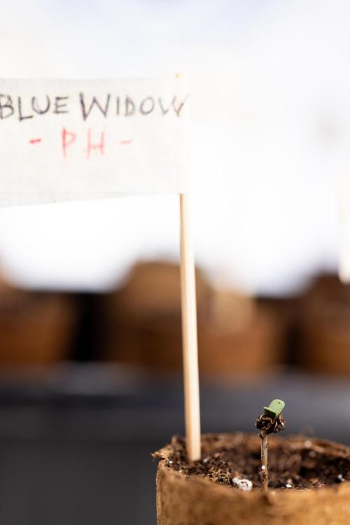 Blue Widow 🕷️  - Zamnesia x B&B. Week 0