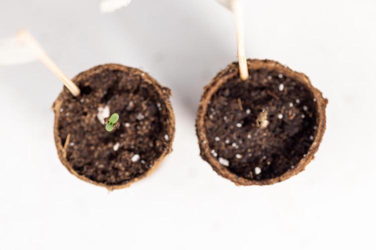 Blue Widow 🕷️  - Zamnesia x B&B. Week 0 - Blue Widow x 2 - Germination
