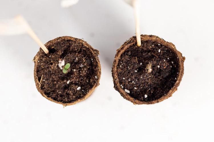 Blue Widow 🕷️  - Zamnesia x B&B. Week 0 - Blue Widow x 2 - Germination