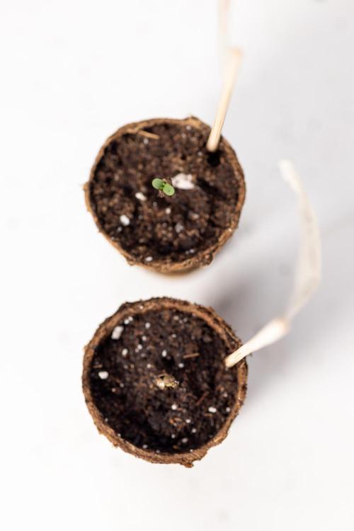 Blue Widow 🕷️  - Zamnesia x B&B. Week 0 - Blue Widow x 2 - Germination