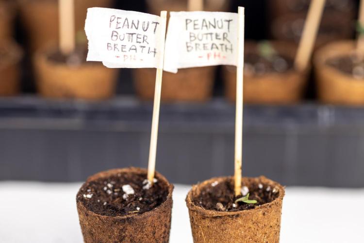 PBB  🥜- Zamnesia x B&B. Week 0 - Peanut Butter Breath  x2 - Germination
