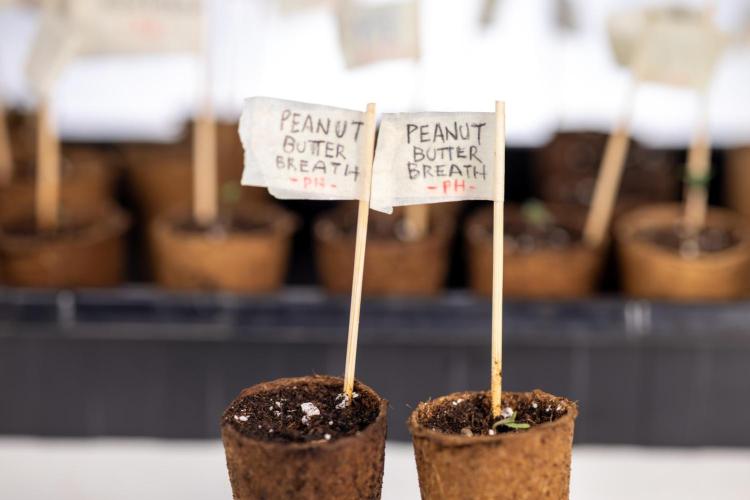 PBB  🥜- Zamnesia x B&B. Week 0 - Peanut Butter Breath  x2 - Germination