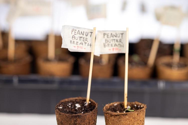 PBB  🥜- Zamnesia x B&B. Week 0 - Peanut Butter Breath  x2 - Germination