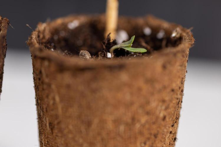 PBB  🥜- Zamnesia x B&B. Week 0 - Peanut Butter Breath  x2 - Germination