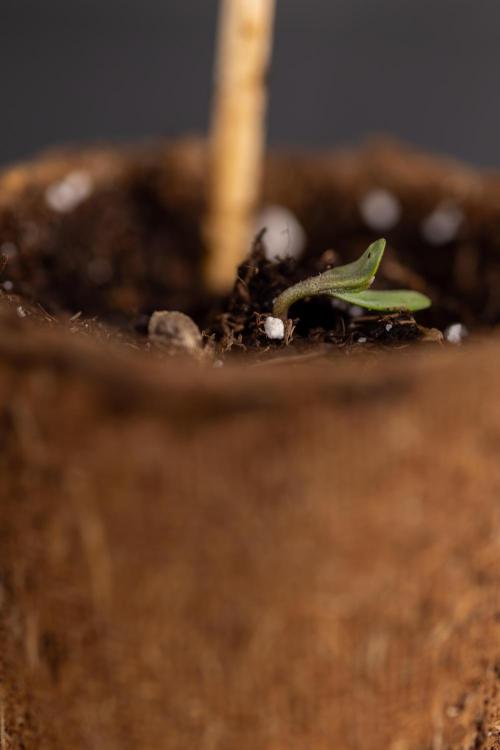PBB  🥜- Zamnesia x B&B. Week 0 - Peanut Butter Breath  x2 - Germination