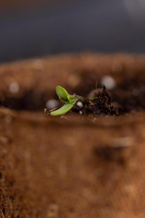 PBB  🥜- Zamnesia x B&B. Week 0 - Peanut Butter Breath  x2 - Germination