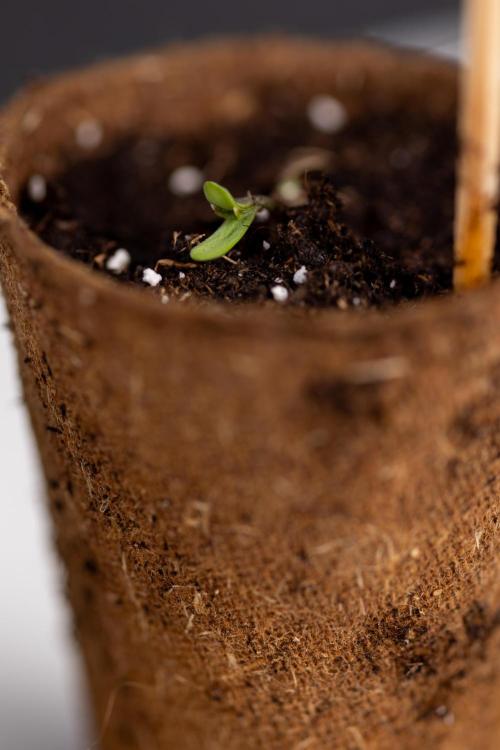 PBB  🥜- Zamnesia x B&B. Week 0 - Peanut Butter Breath  x2 - Germination