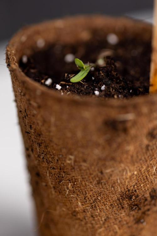 PBB  🥜- Zamnesia x B&B. Week 0 - Peanut Butter Breath  x2 - Germination