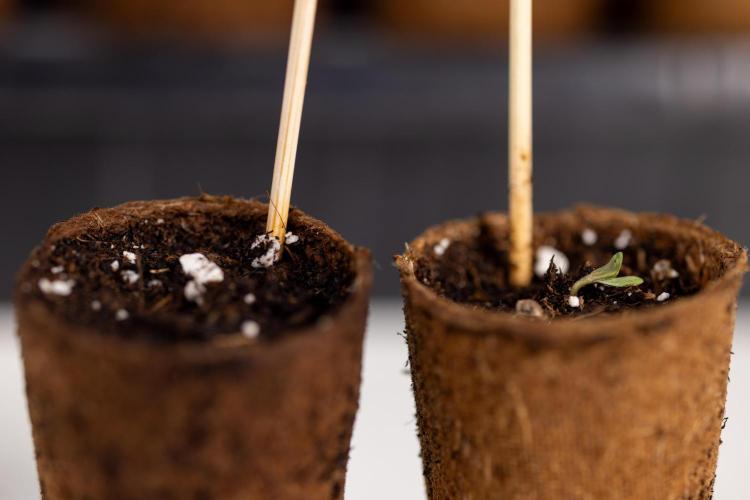 PBB  🥜- Zamnesia x B&B. Week 0 - Peanut Butter Breath  x2 - Germination