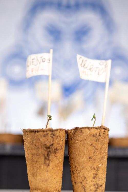 Alien OG 👽 - Zamnesia x B&B. Week 0 - Alien OG x2 - Germination
