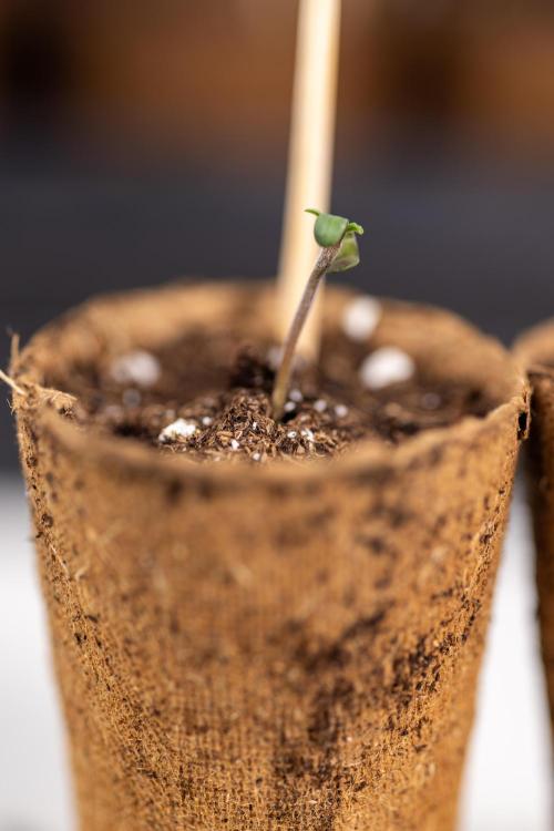 Alien OG 👽 - Zamnesia x B&B. Week 0 - Alien OG x2 - Germination