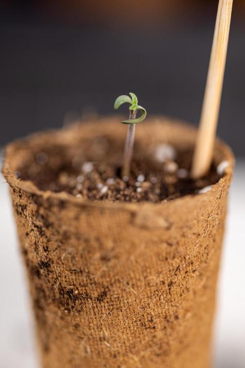 Alien OG 👽 - Zamnesia x B&B. Week 0 - Alien OG x2 - Germination