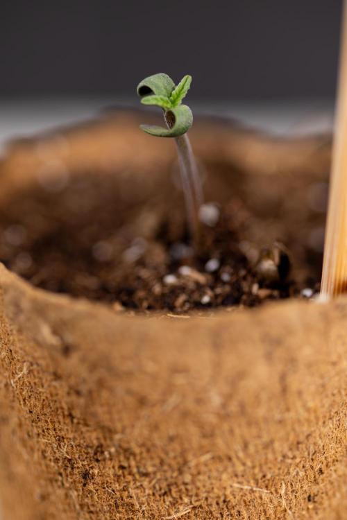 Alien OG 👽 - Zamnesia x B&B. Week 0 - Alien OG x2 - Germination