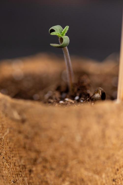 Alien OG 👽 - Zamnesia x B&B. Week 0 - Alien OG x2 - Germination