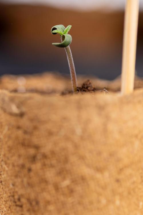 Alien OG 👽 - Zamnesia x B&B. Week 0 - Alien OG x2 - Germination