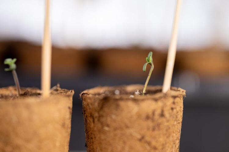 Alien OG 👽 - Zamnesia x B&B. Week 0 - Alien OG x2 - Germination