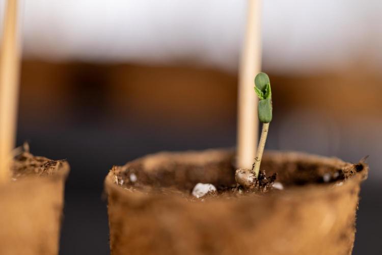 Alien OG 👽 - Zamnesia x B&B. Week 0 - Alien OG x2 - Germination