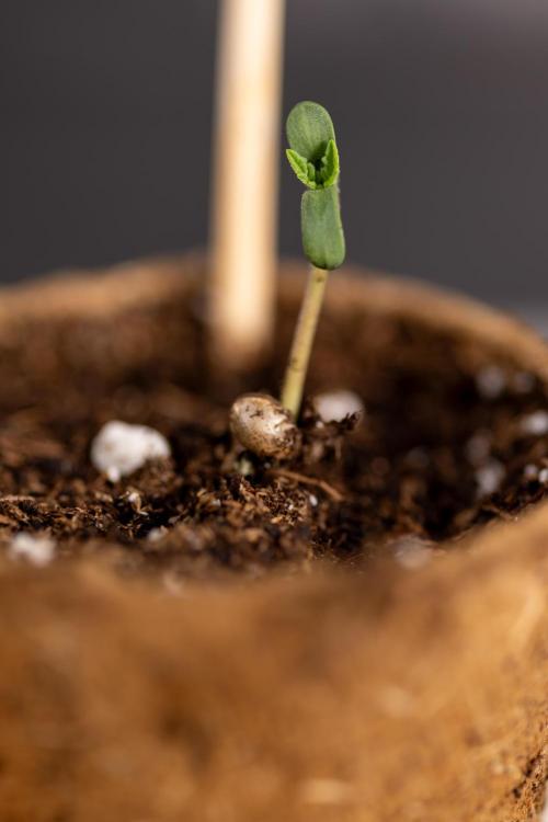 Alien OG 👽 - Zamnesia x B&B. Week 0 - Alien OG x2 - Germination