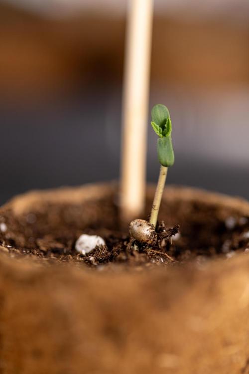 Alien OG 👽 - Zamnesia x B&B. Week 0 - Alien OG x2 - Germination