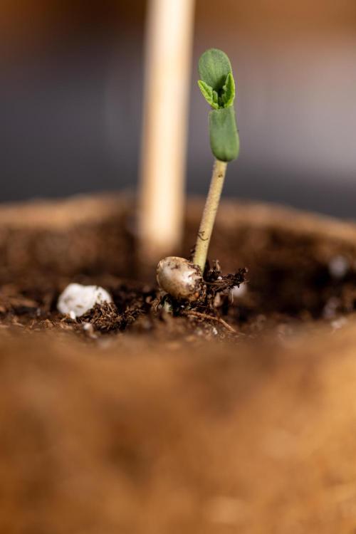 Alien OG 👽 - Zamnesia x B&B. Week 0 - Alien OG x2 - Germination