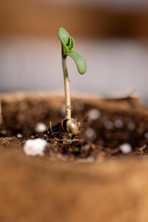Alien OG 👽 - Zamnesia x B&B. Week 0 - Alien OG x2 - Germination